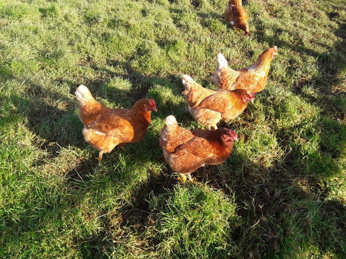 Sharlands Farm Bed And Breakfast Bude Esterno foto