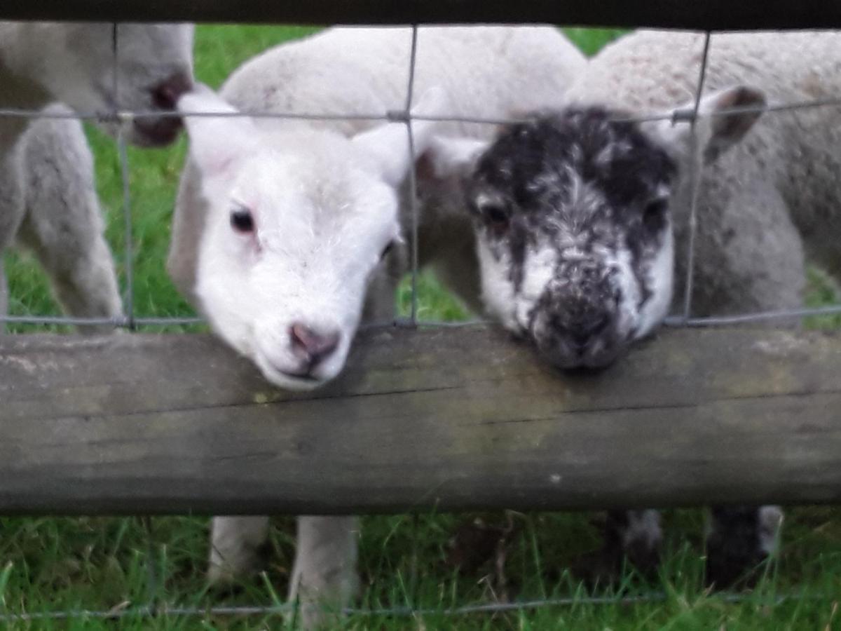 Sharlands Farm Bed And Breakfast Bude Esterno foto