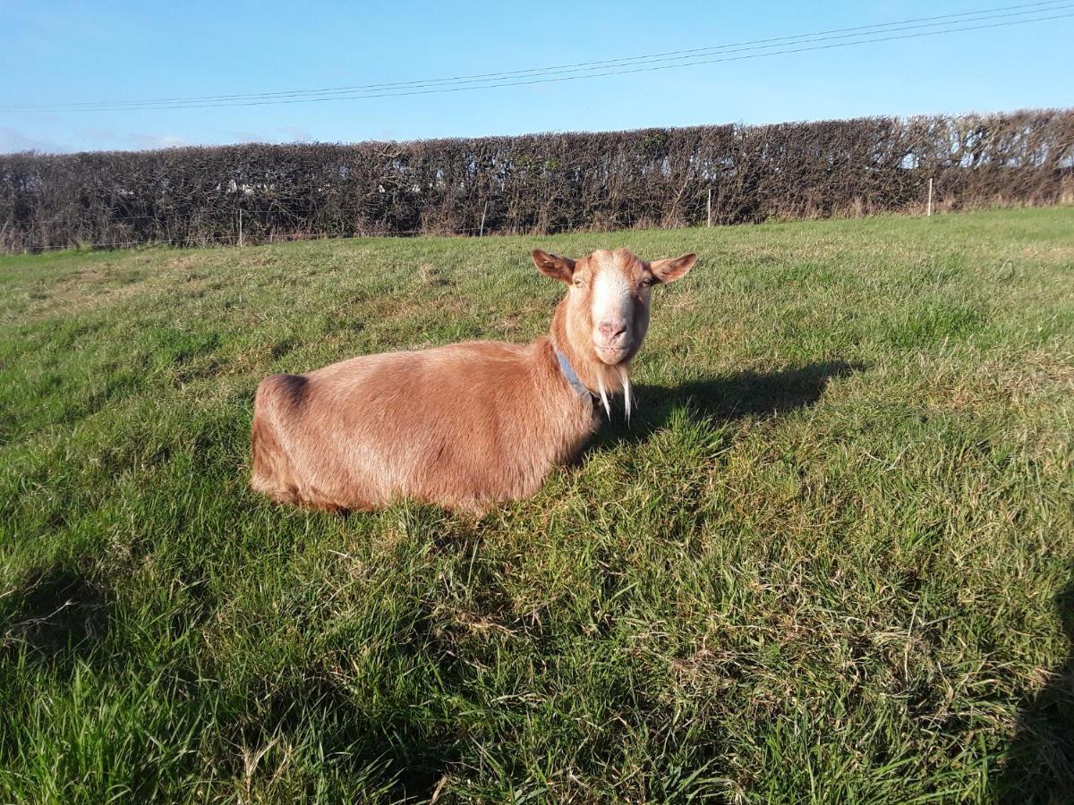 Sharlands Farm Bed And Breakfast Bude Esterno foto